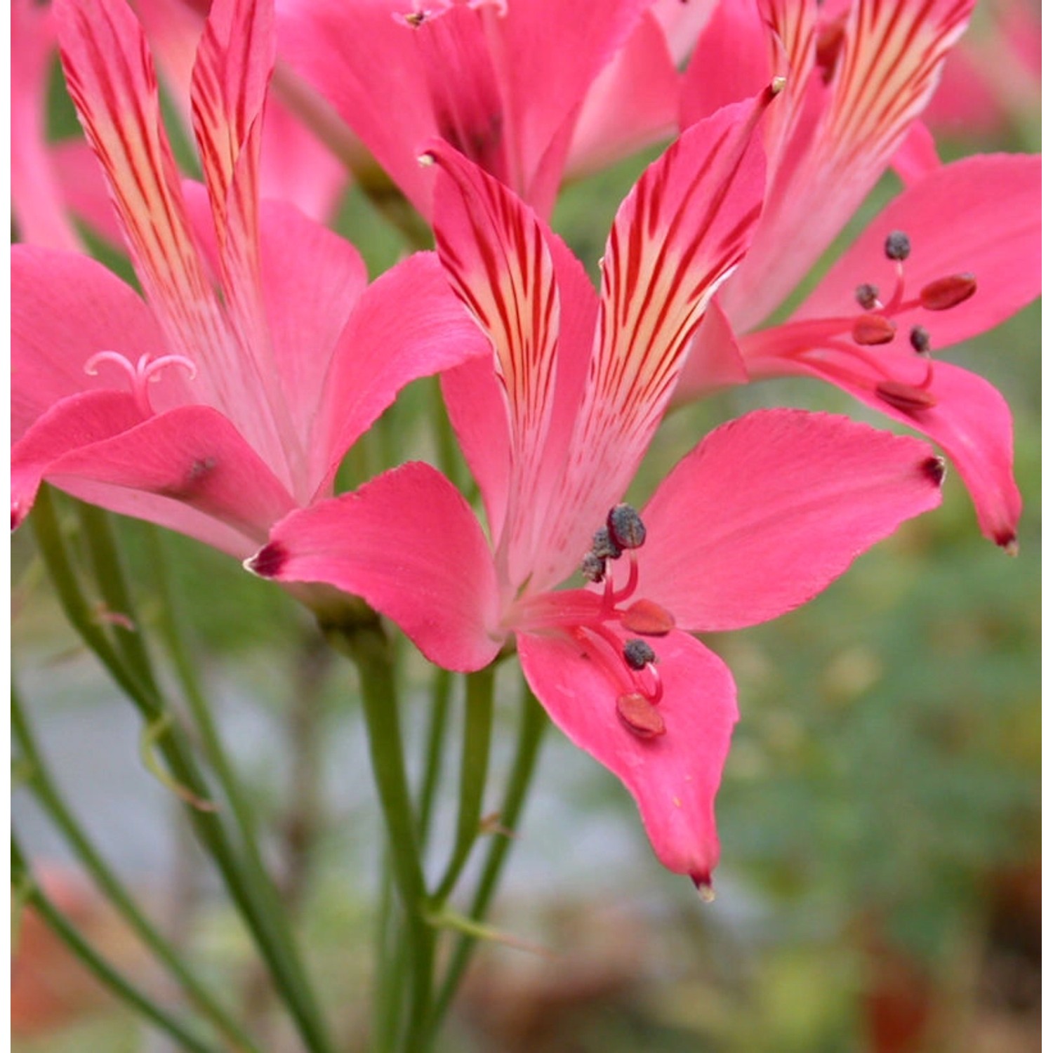 Inkalilie Chinon - Alstroemeria günstig online kaufen