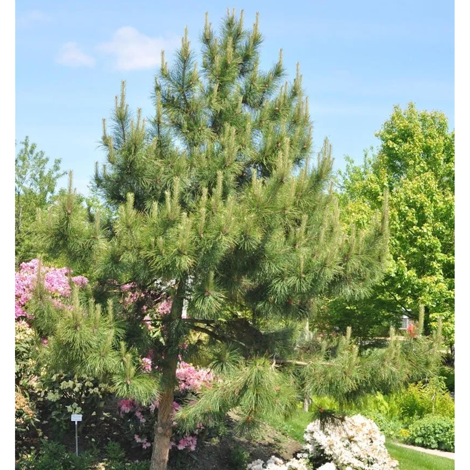 Chinesische Kiefer 40-50cm - Pinus tabuliiformis