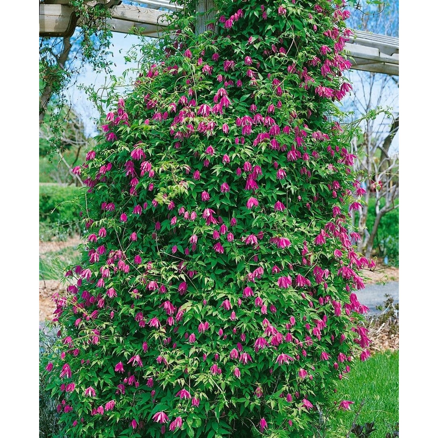 Clematis Alpina Constance Alpen-Waldrebe Rosa 60–100 cm günstig online kaufen