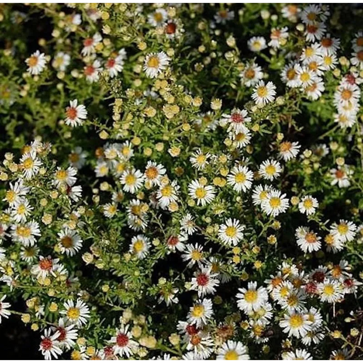 Myrtenaster Weißer Zwerg - Aster ericoides