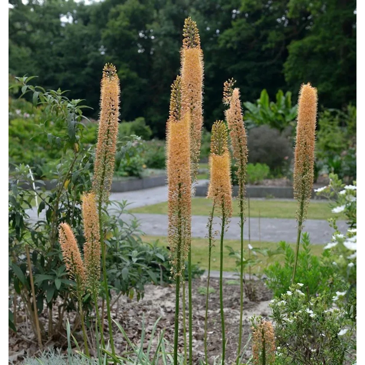 Steppenkerze Cleopatra - Eremurus isabellinus