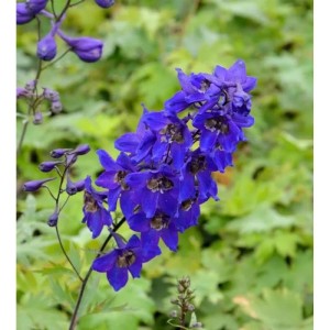 Blühender Rittersporn Black Knight (Delphinium pacific) mit tiefblauen Blüten im Detail.