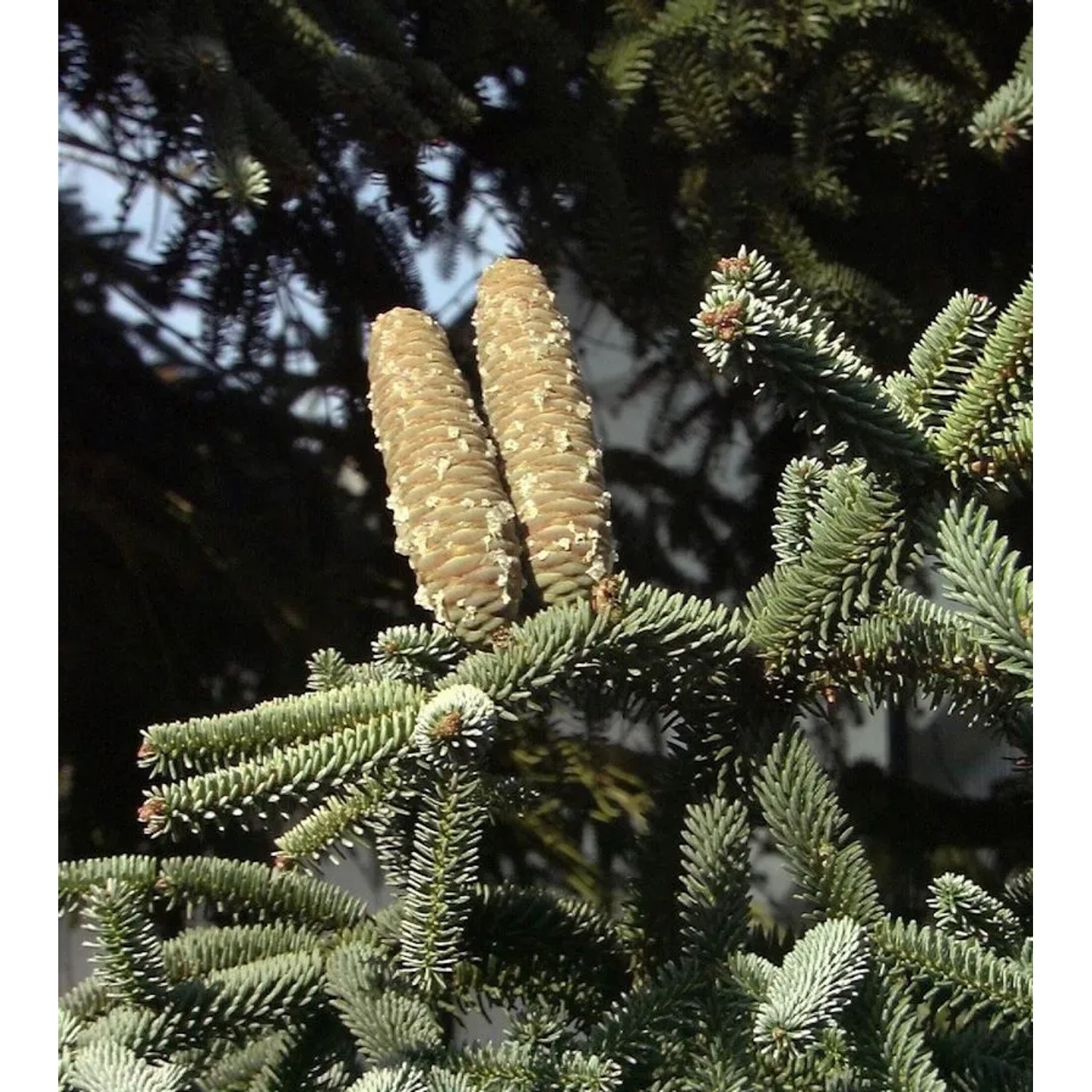 Blaue Spanische Tanne Kelleriis 50-60cm - Abies pinsapo