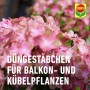 Compo Düngestäbchen für Balkon- und Kübelpflanzen mit Guano, 30 Stück für eine einfache Nährstoffversorgung.