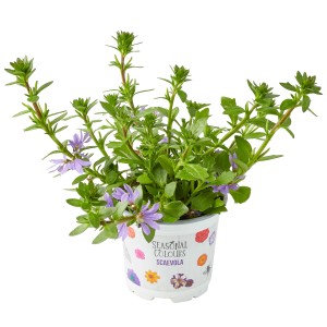 Fächerblume Farbmix im Topf, lila Blüten und grüne Blätter.