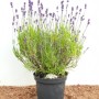 Echter Lavendel (Lavandula Angustifolia) im 2 Liter Topf mit violetten Blüten.