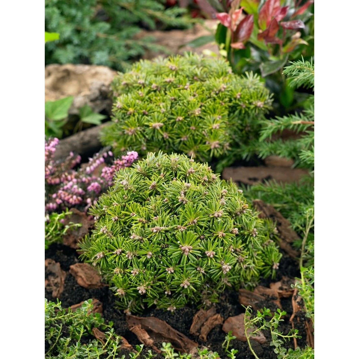 Abies Koreana Nadelkissen Koreatanne Kompakt 40 cm Stammhöhe günstig online kaufen