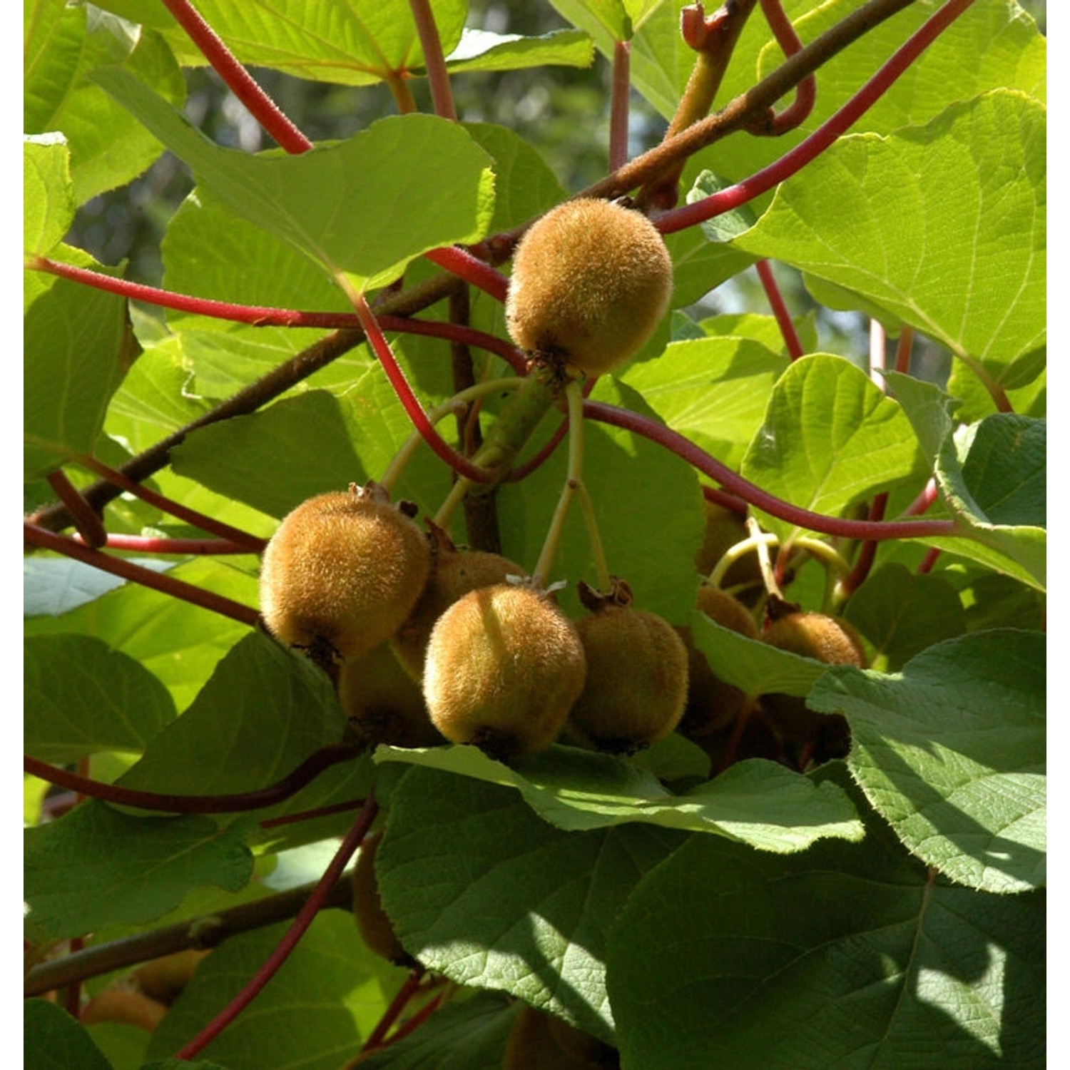 Selbstfruchtende Kiwi Boskoop 60-80cm - Actinidia chinensis günstig online kaufen