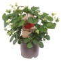 GROW by OBI Erdbeere Strawberry Delizz im Topf mit grünen Blättern und weißen Blüten.