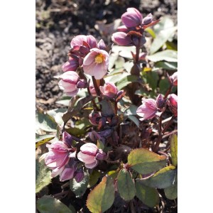 Nahaufnahme der rosa blühenden Helleborus Pink Frost Staude im 2-3 Liter Topf.