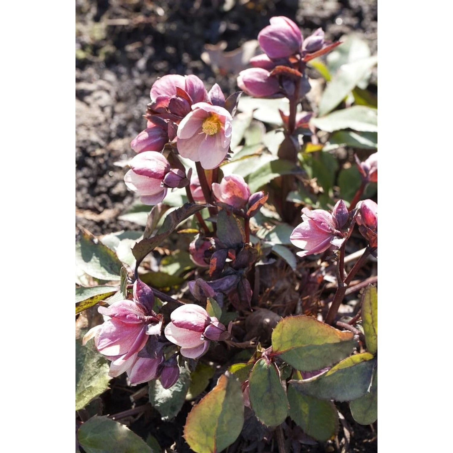 Helleborus Pink Frost 2-3 Liter Container günstig online kaufen