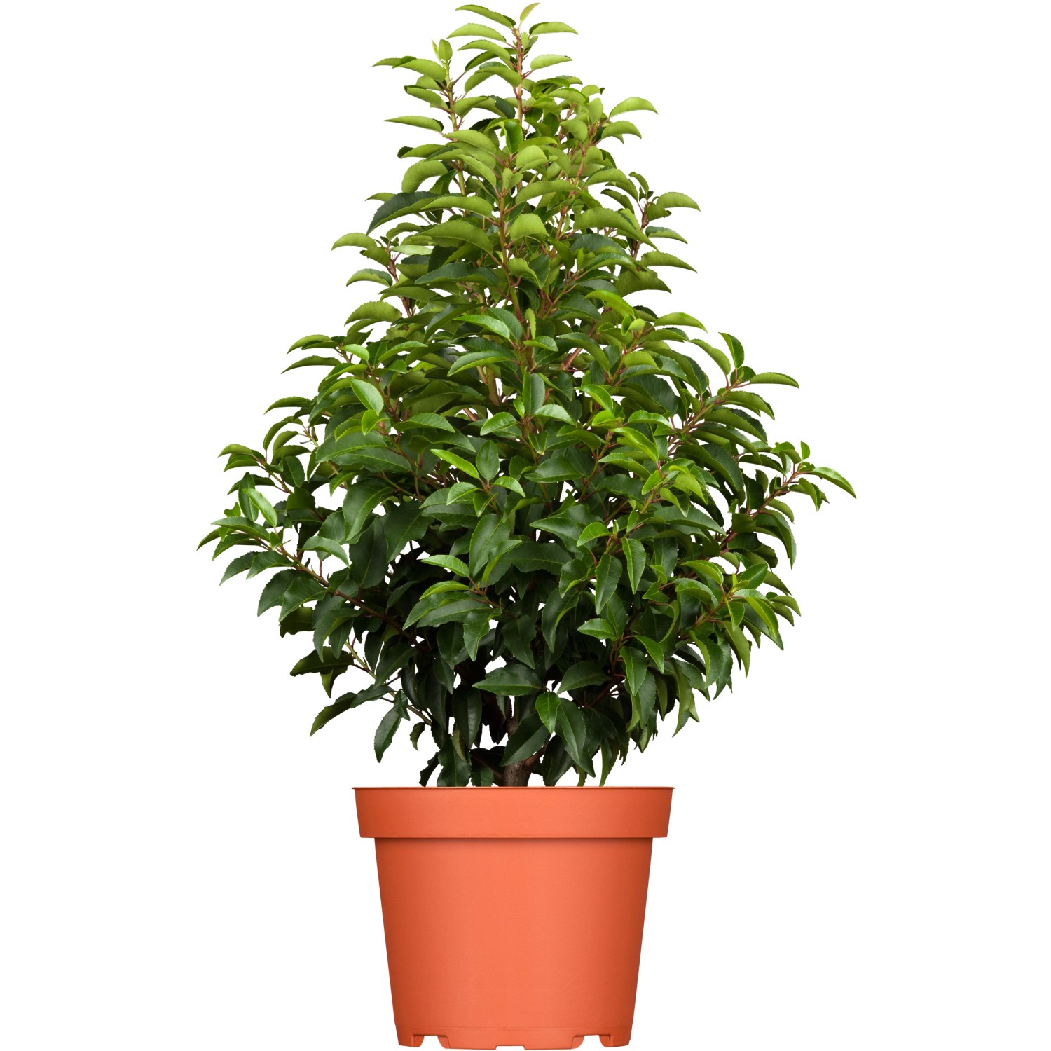 GROW by OBI Portugiesischer Kirschlorbeer Höhe ca. 80-100cm Topf ca.7,5 l P günstig online kaufen