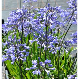 Blühende Liebesblume Schmucklilie Headbourne (Agapanthus africanus) mit blauen Blüten.