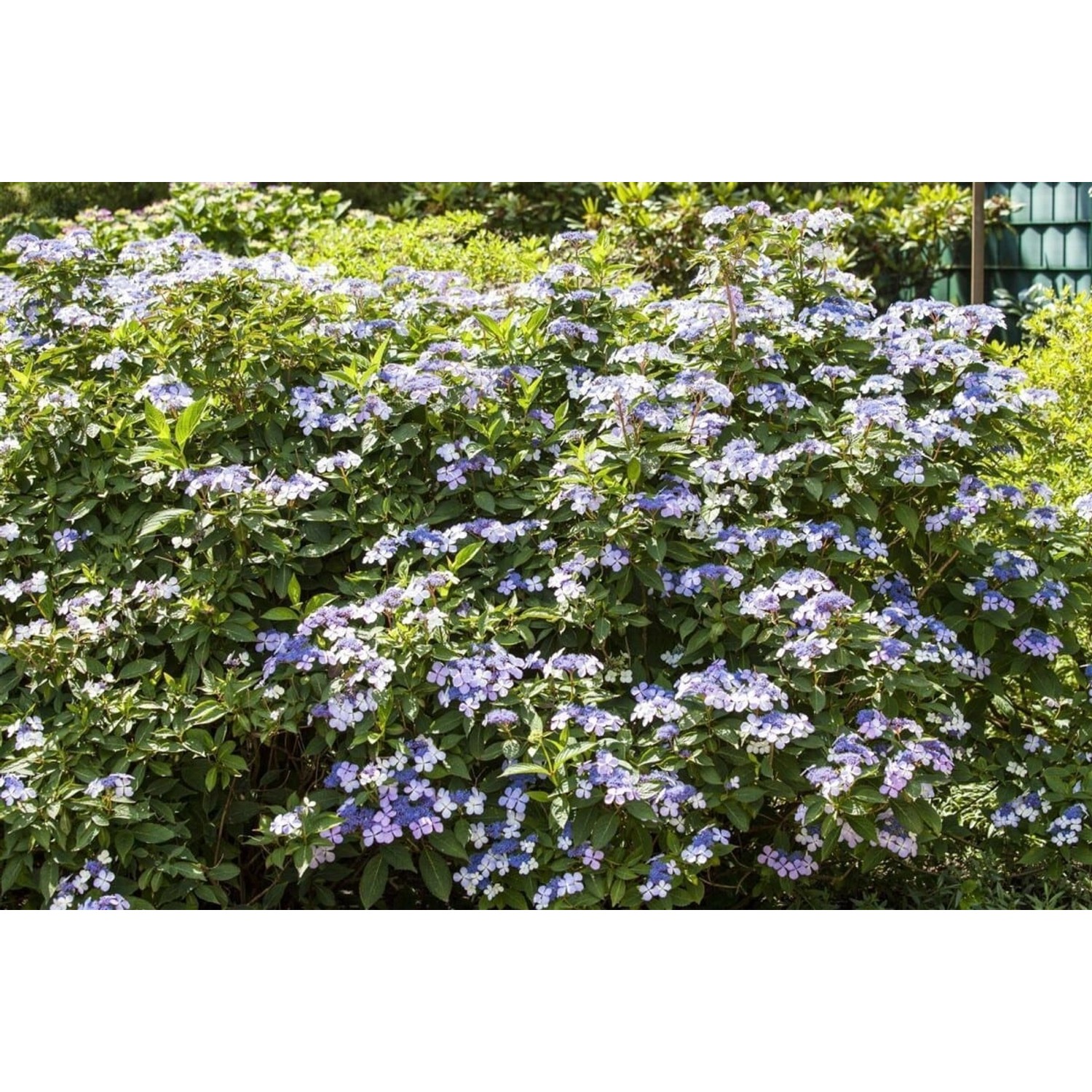 Hydrangea Mac. Bodensee Hortensie 80-100 cm günstig online kaufen