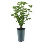 Schwarze Johannisbeere Titania BIO im Topf, ca. 30-40 cm hoch.