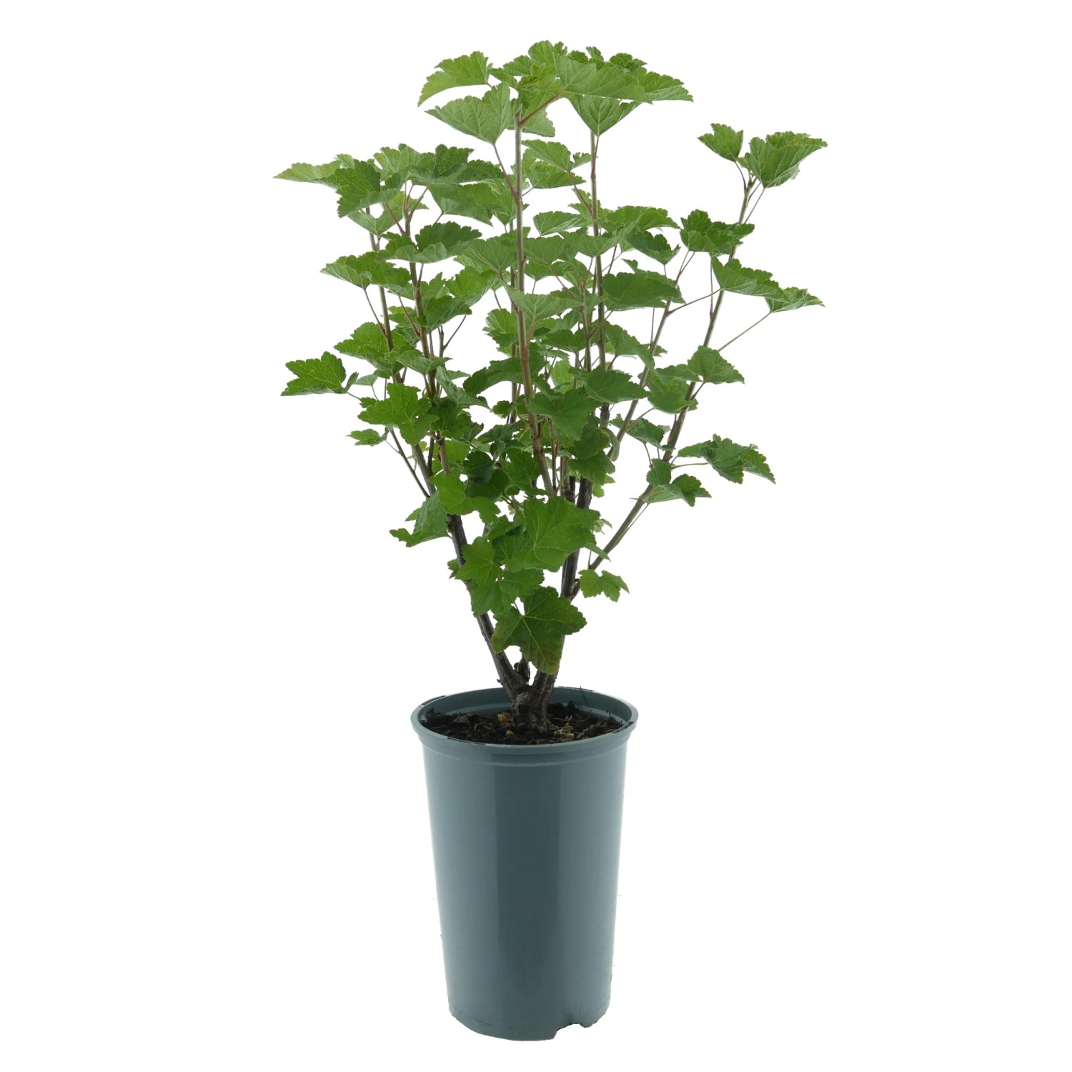 Johannisbeere Titania BIO Schwarz Höhe ca. 30-40 cm Topf ca. 3, Ribes