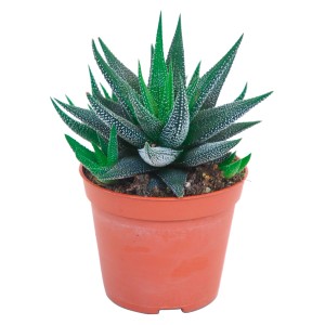 Haworthie Concolor Sukkulente im braunen Topf, Blätter grün mit weißen Punkten.