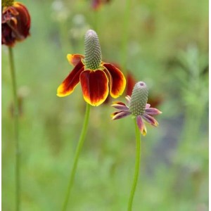 Blühender Mexikanischer Sonnenhut (Ratibida columnifera) mit rot-gelben Blütenblättern und grünem Stiel.