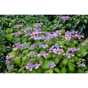 Nahaufnahme der rosa blühenden Hydrangea Serrata Hortensie Rosalba mit grünen Blättern.