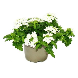 Hängendes Eisenkraut im 12cm Topf, weiße Blüten. Exotenherz Verbena für Balkon und Garten.