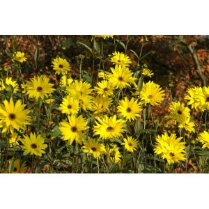 Gelbe Helianthus Atrorubens Sonnenblumen im 11x11 cm Topf, Stauden für sonnige Standorte.