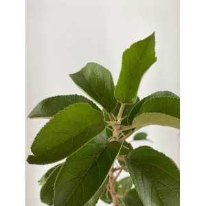 Detailaufnahme eines jungen Apfel-Familienbaums mit grünen Blättern.