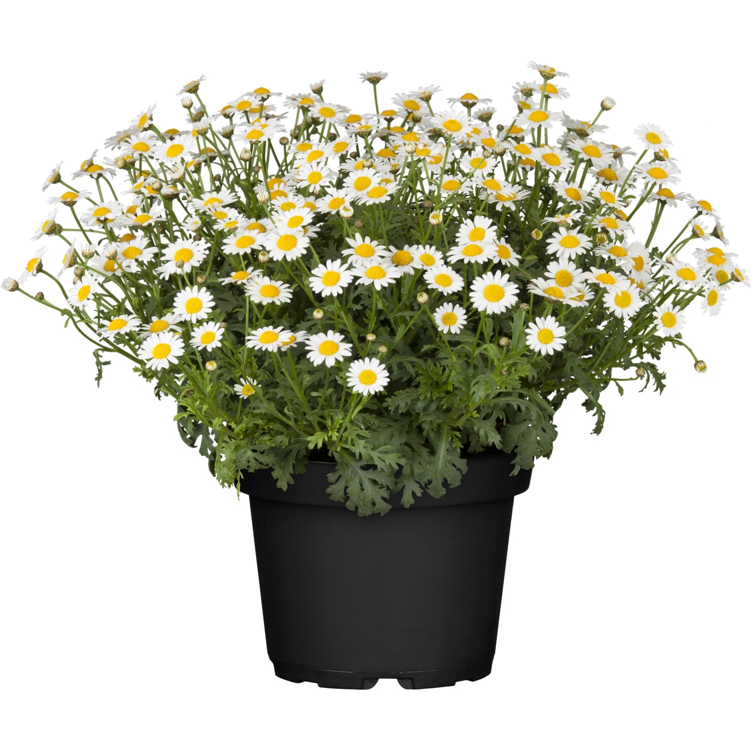 GartenMargerite TopfØ ca. 23 cm Leucanthemum kaufen bei OBI