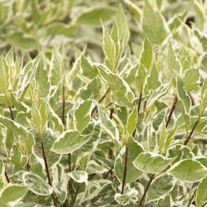 Hartriegel 'Ivory Halo' Cornus alba 40 bis 60 cm im Container Kompakt Wachsend