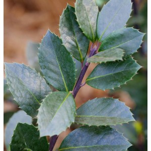 Nahaufnahme einer Stechpalme Ilex Heckenblau mit dunkelgrünen, gezackten Blättern.