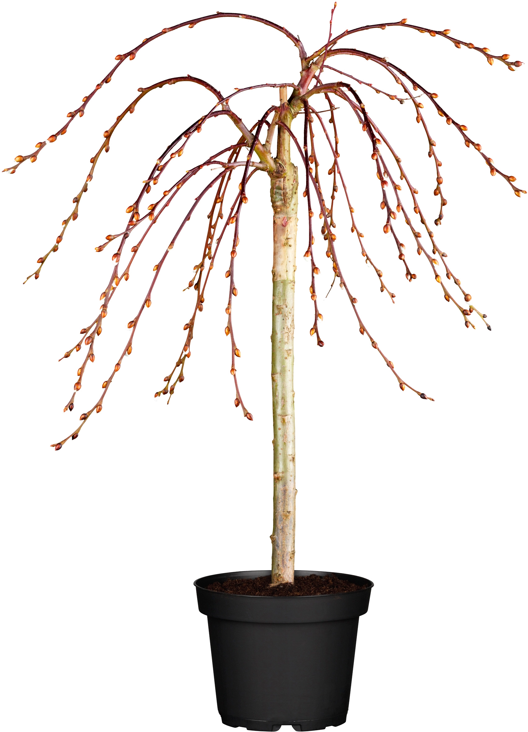OBI Hängende Kätzchenweide "Pendula" Höhe ca. 80 100 cm Topf ca. 5 l