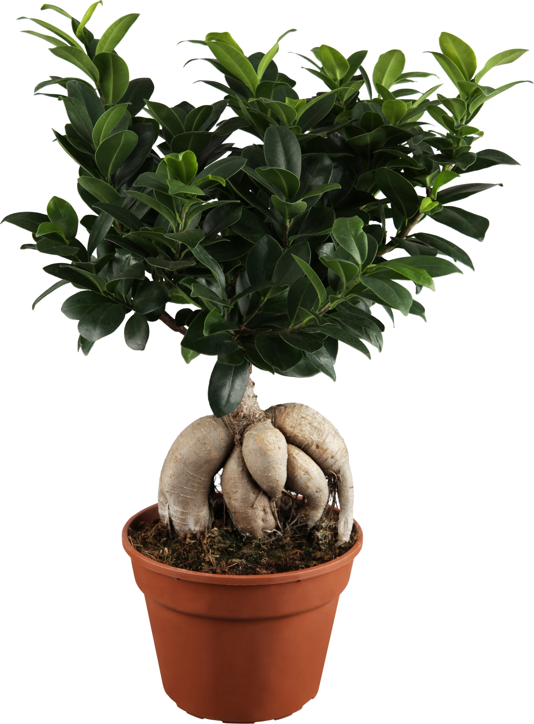 Chinesische Feige Ginseng Bonsai Topf-Ø ca. 21 cm Ficus kaufen bei OBI
