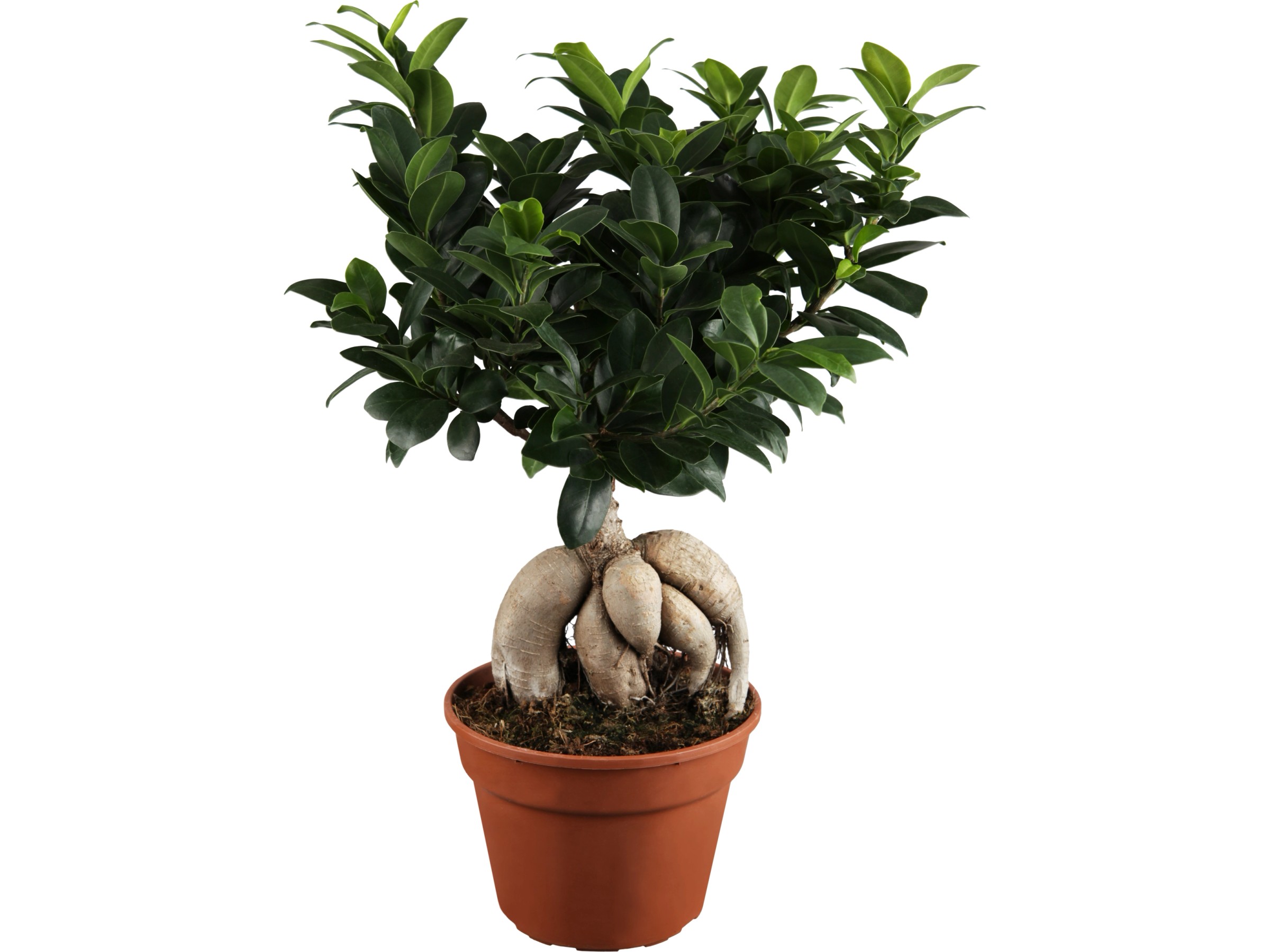 Ficus Ginseng Bonsai Im Weißen Übertopf - 70 Cm Hohe Zimmerpflanze Für Halbschatten