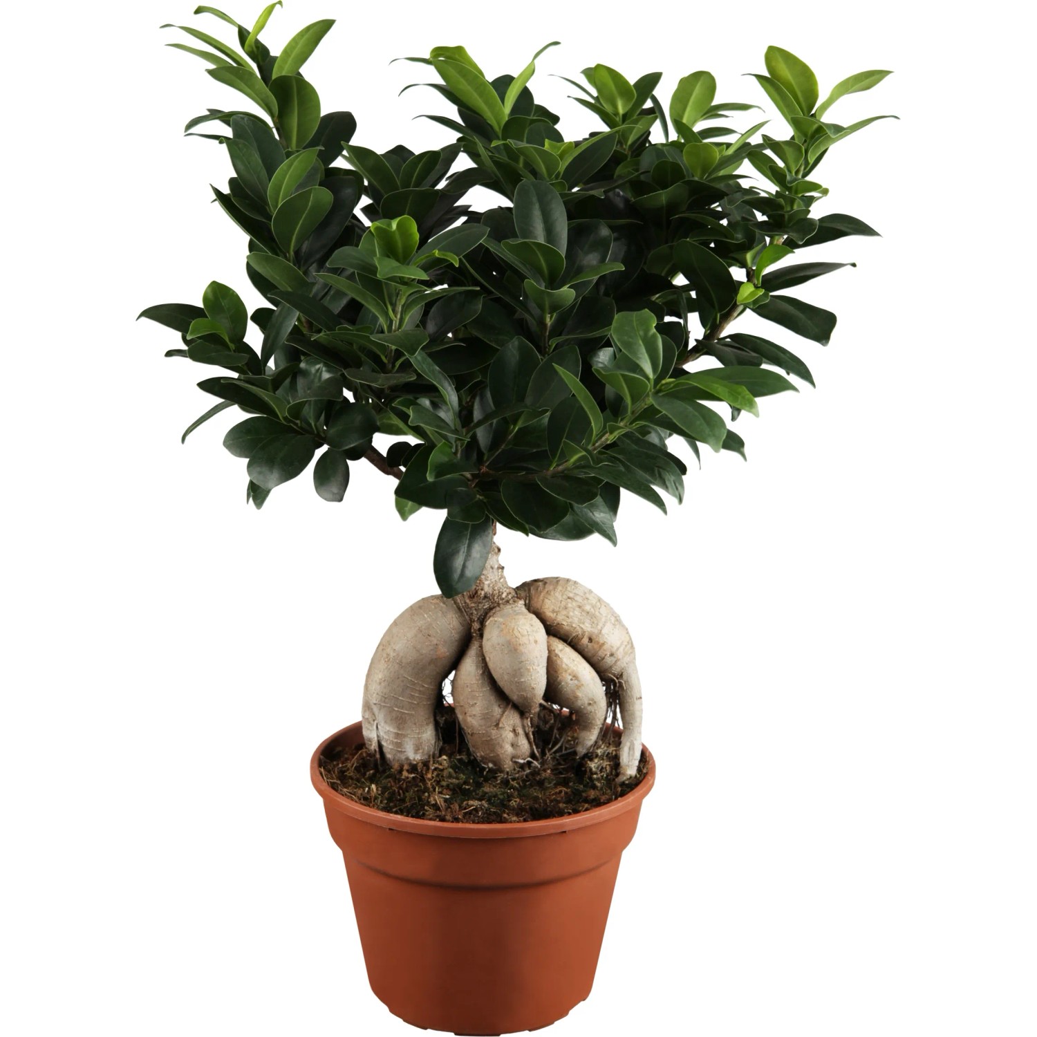 lemon bonsai NEW