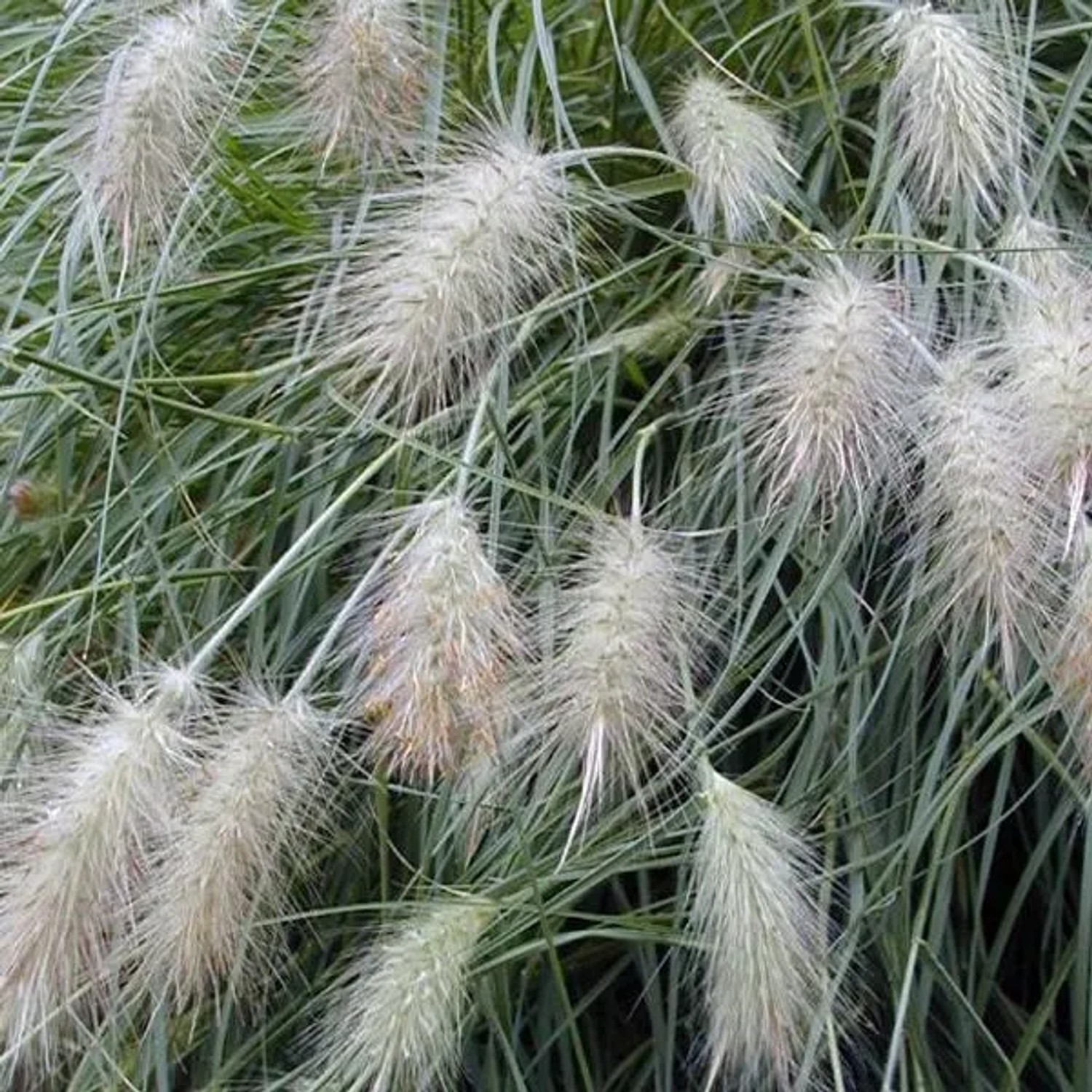 6 x Federborstengras Pennisetum villosum Topf 9cm Weiche Blütenähren
