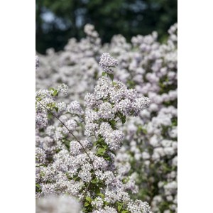 Rosa Deutzie 'Mont Rose' (150-200 cm) in voller Blüte. Blühende Zimmerpflanze für Garten und Beet.