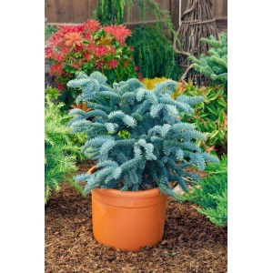 Junge Edeltanne Abies Procera Obrighofen im Topf, silbrig-blaue Nadeln.