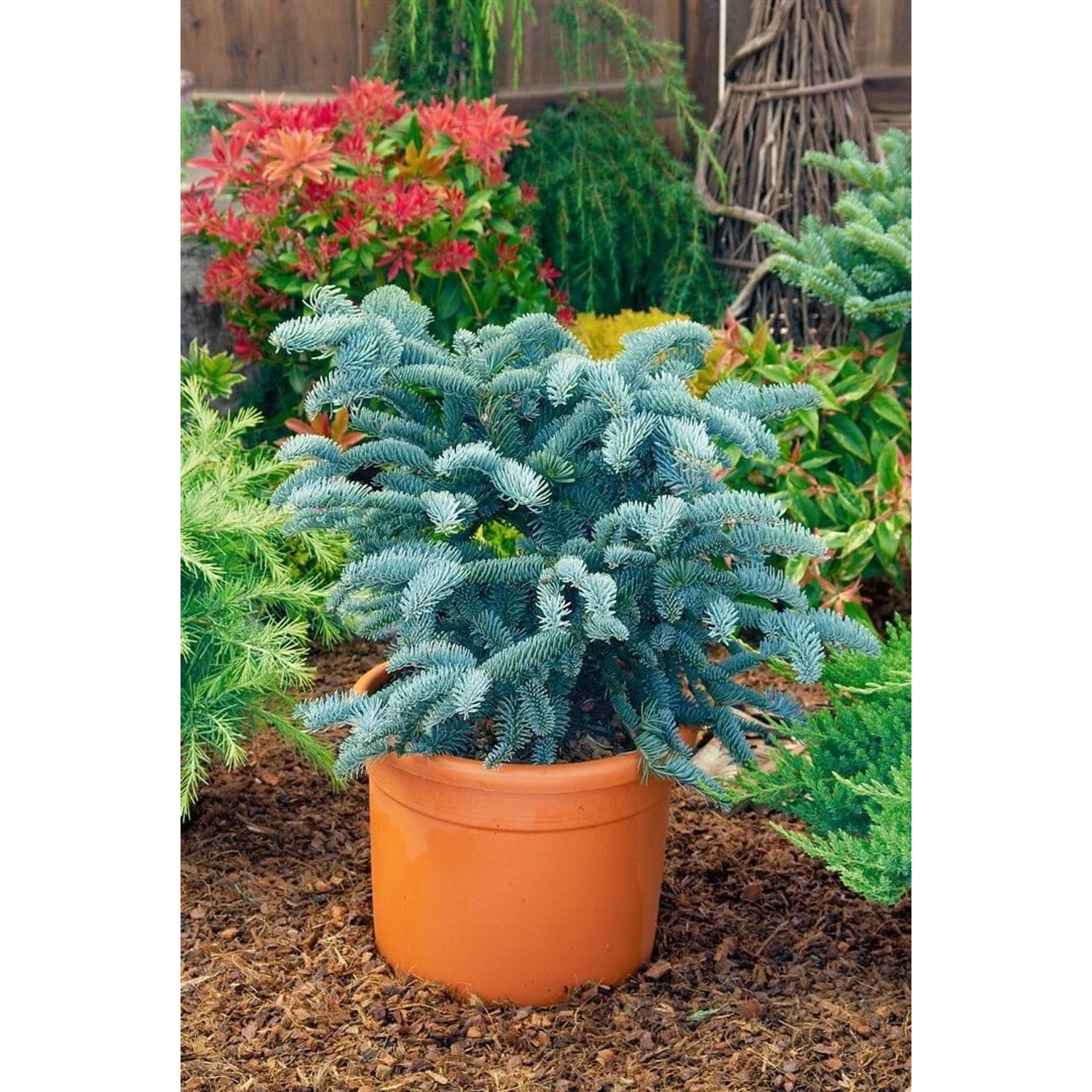 Abies Procera Obrighofen Edeltanne 60–80 cm günstig online kaufen