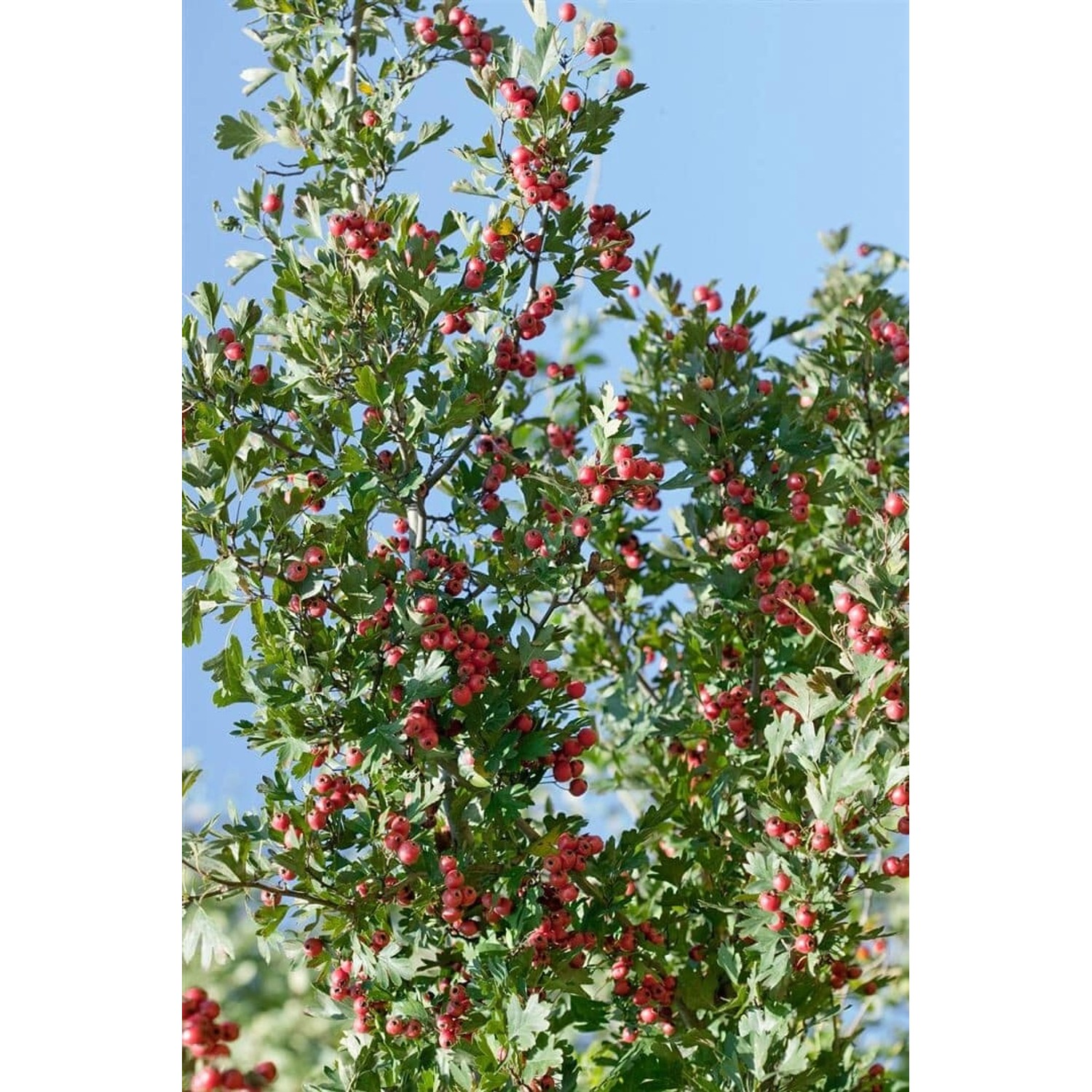 Crataegus Laciniata Weißdorn 125 cm Stammhöhe günstig online kaufen