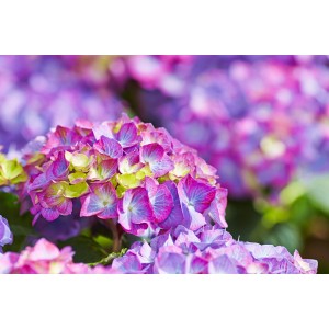 Nahaufnahme der violetten Bauernhortensie Diva Fiore von GROW by OBI, ca. 30-40 cm hoch.