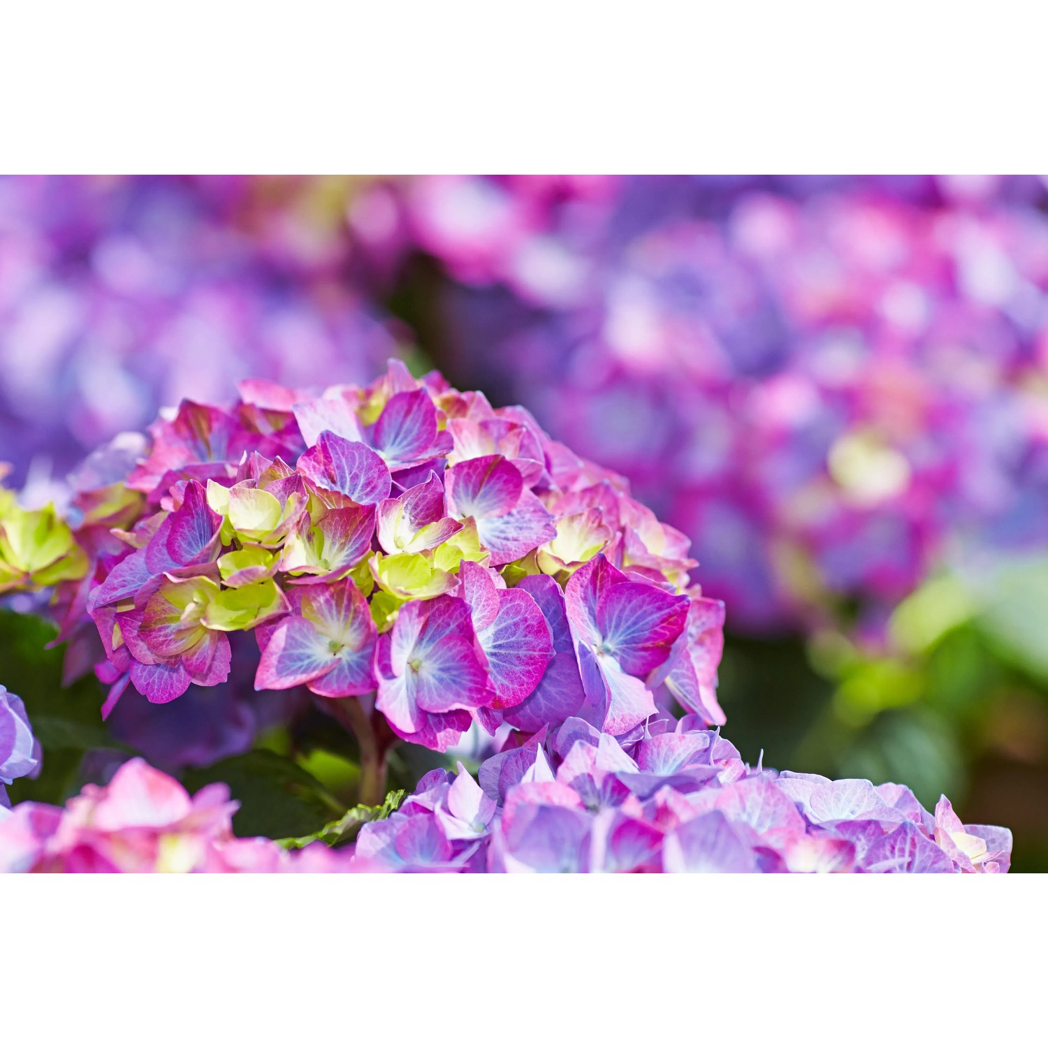 Nahaufnahme der violetten Bauernhortensie Diva Fiore von GROW by OBI, ca. 30-40 cm hoch.