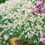 Blühender Silberteppich (Cerastium tomentosum) mit weißen Blüten als Bodendecker.