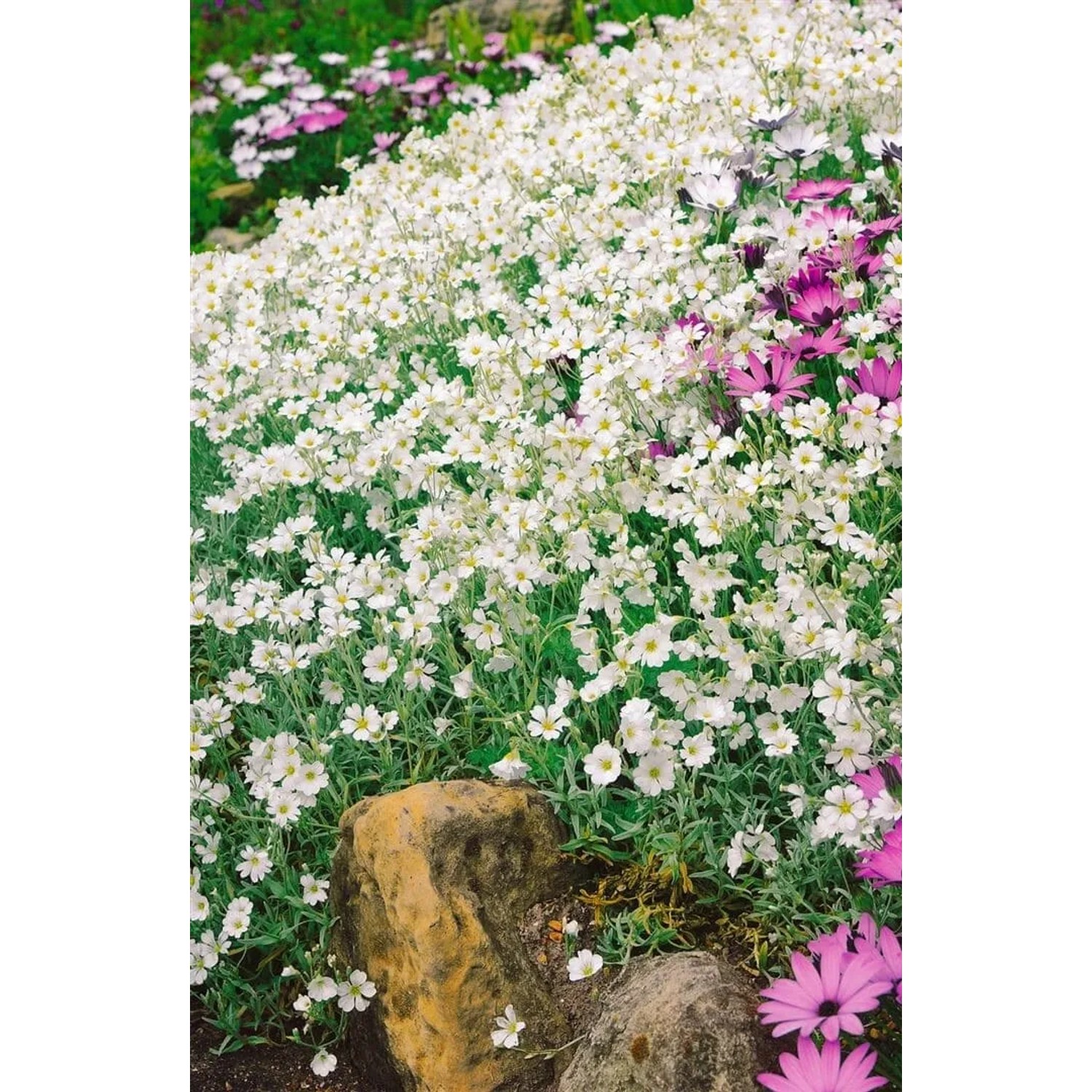 Blühender Silberteppich (Cerastium tomentosum) mit weißen Blüten als Bodendecker.