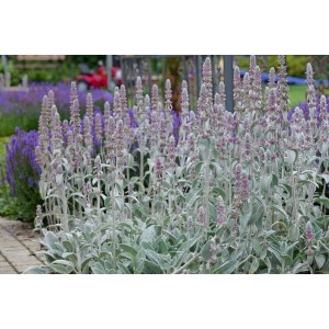 Silbriger Wollziest 'Silky Fleece' (Stachys Byzantina) im 9x9 cm Topf, ein attraktiver Bodendecker.