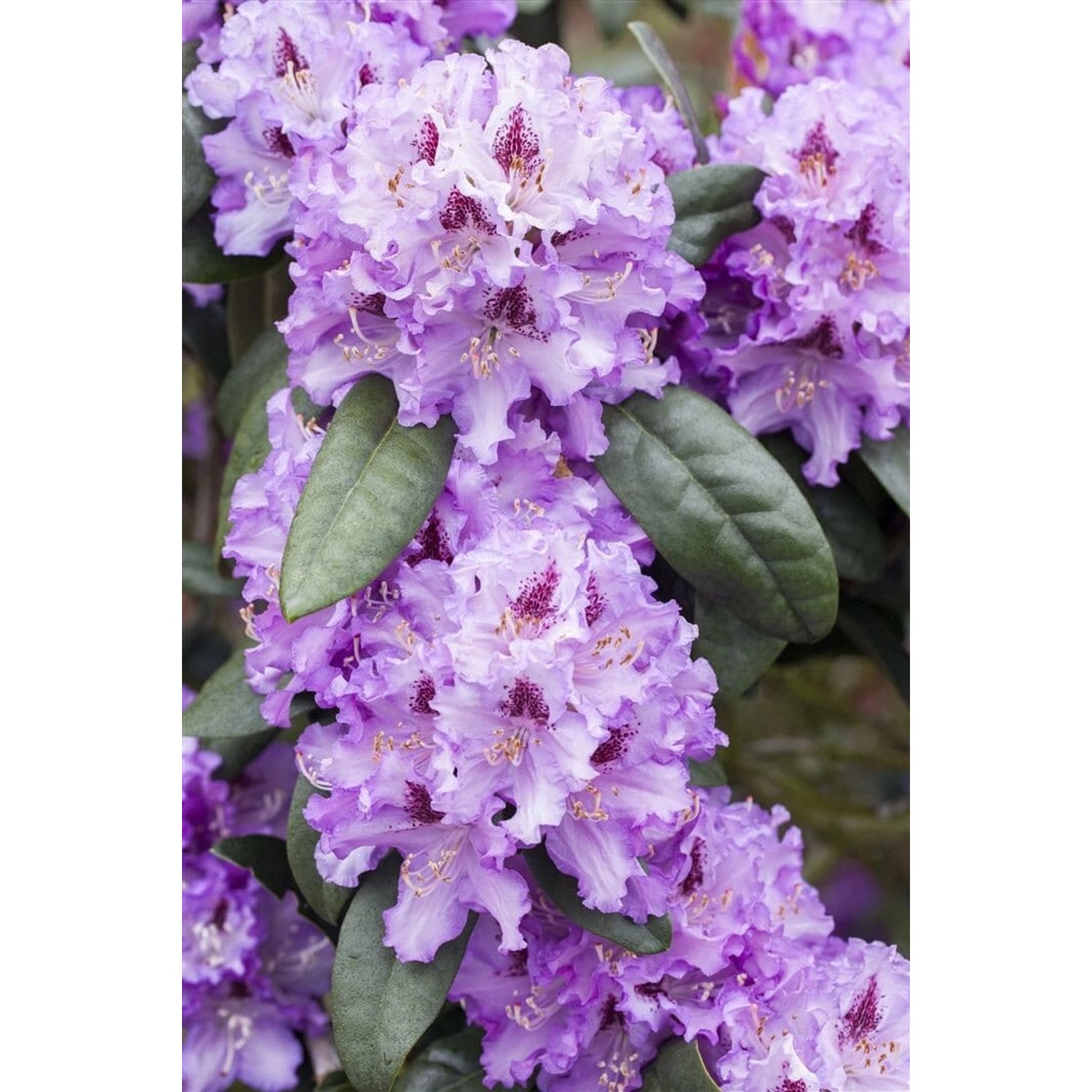 Nahaufnahme des blauvioletten Rhododendron Hybr. Blue Peter Strauchs mit grünen Blättern.