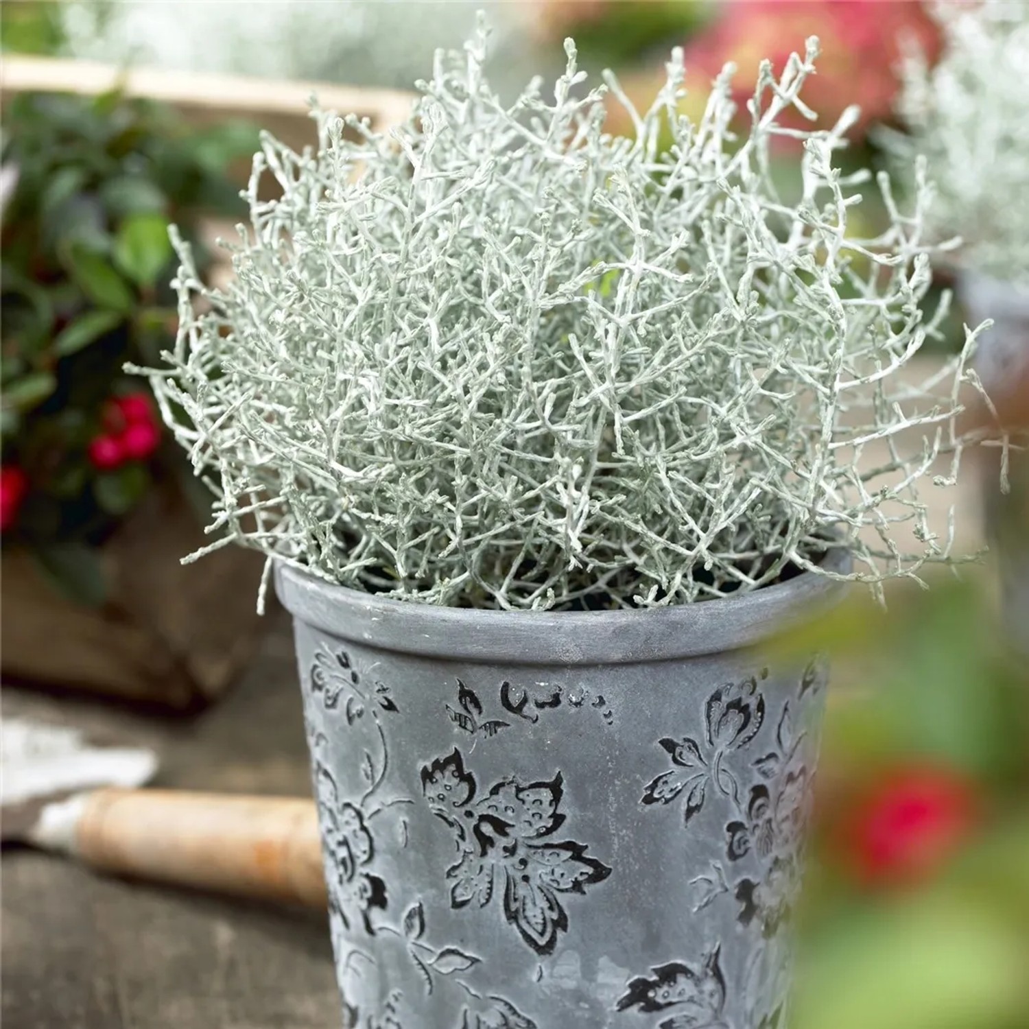Balkonpflanze Silberdraht Gefrbt Calocephalus brownii H 15 cm Topf- 10,5  cm kaufen bei OBI