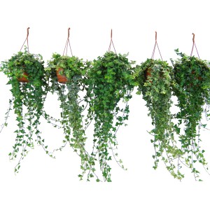 Efeu Ampel-Mix, verschiedene Efeu-Sorten im Topf, Rankpflanze für Haus und Garten.