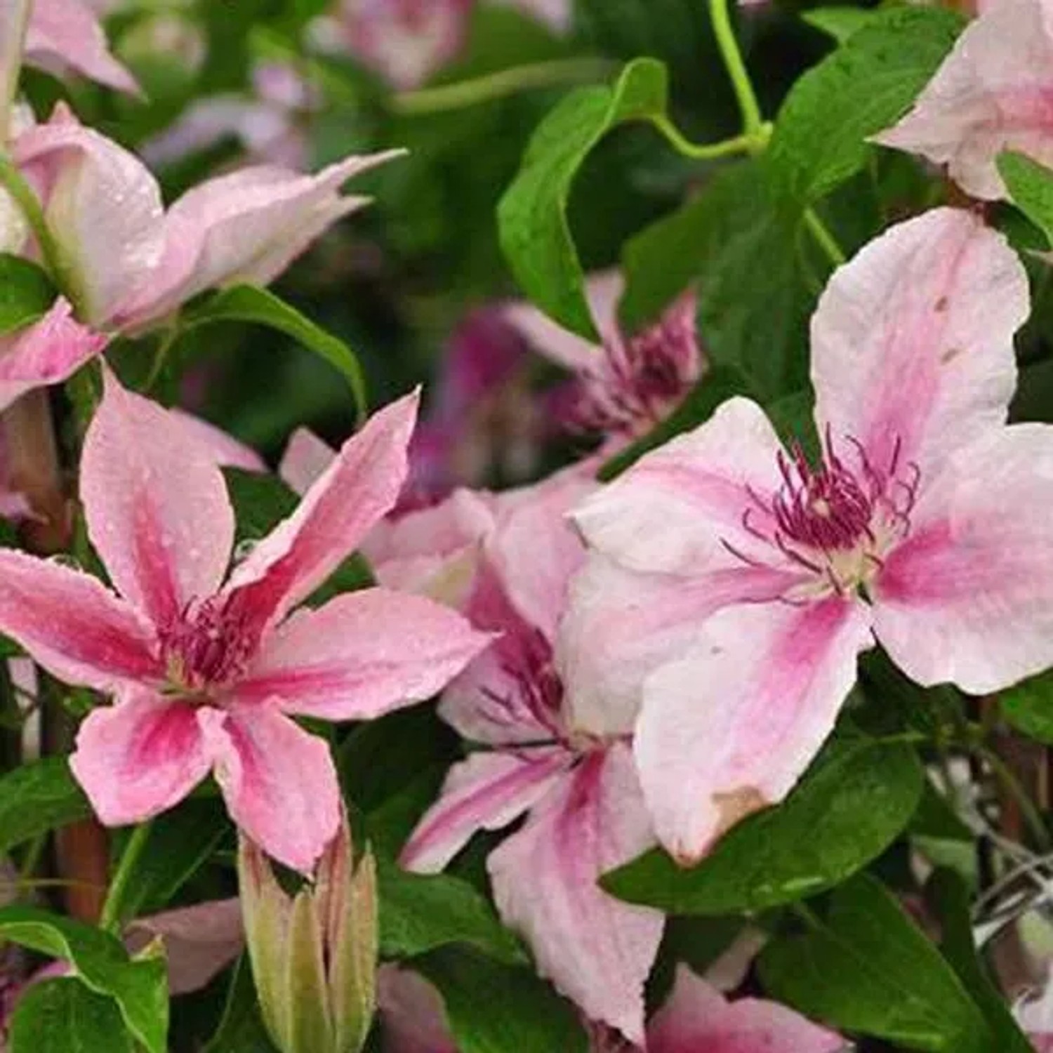 arborix Waldrebe 'Pink Fantasy' Clematis 50 Bis 60 Cm Im Container Reichblühend