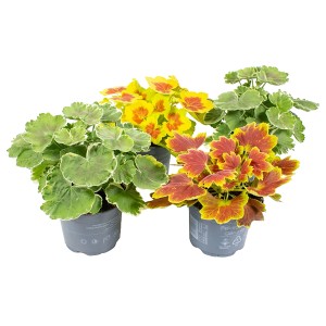 Buntlaubige Geranien Sortenmix im Topf, verschiedene Farben und Blattmuster.