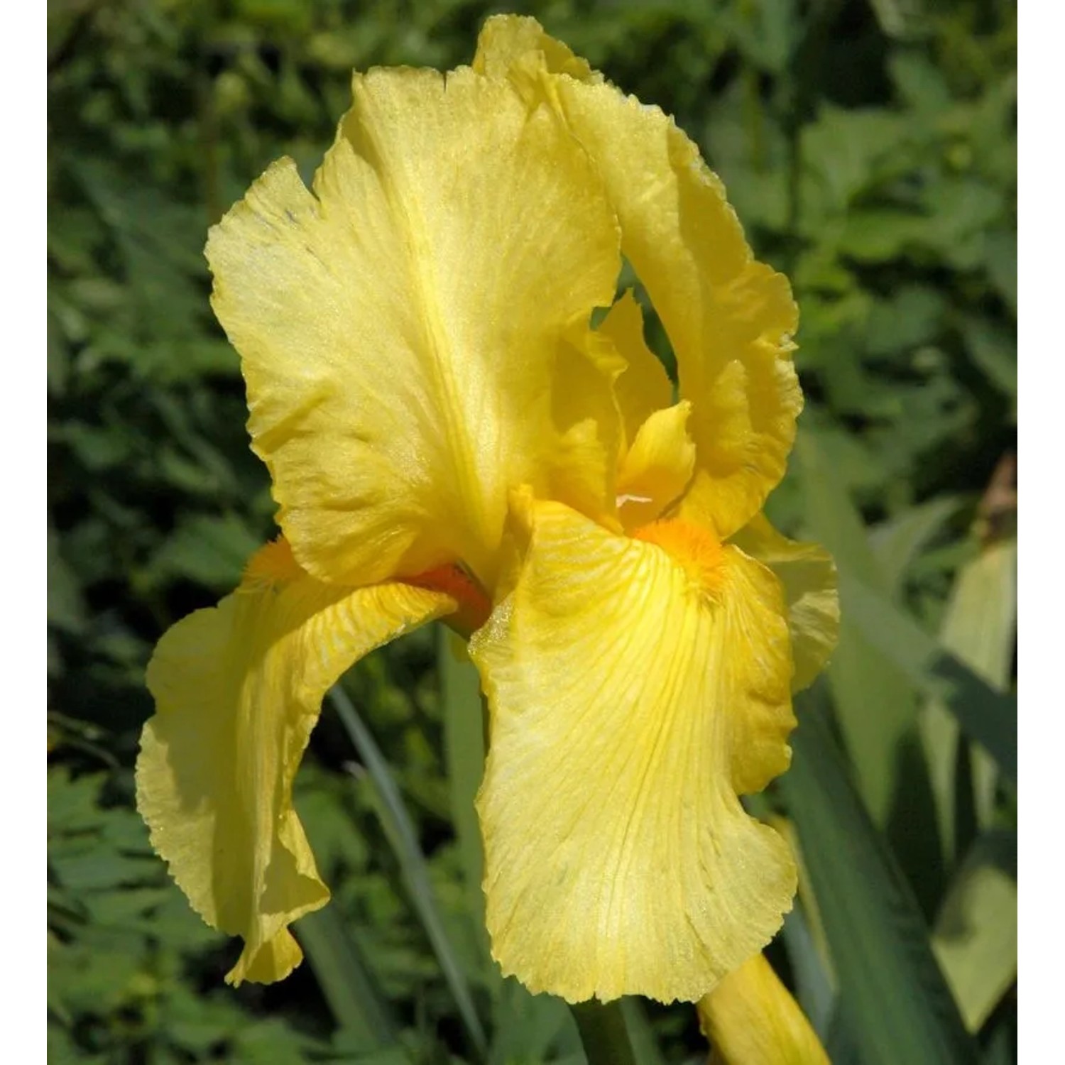 Zwergschwertlilie Baria - Iris barbata nana