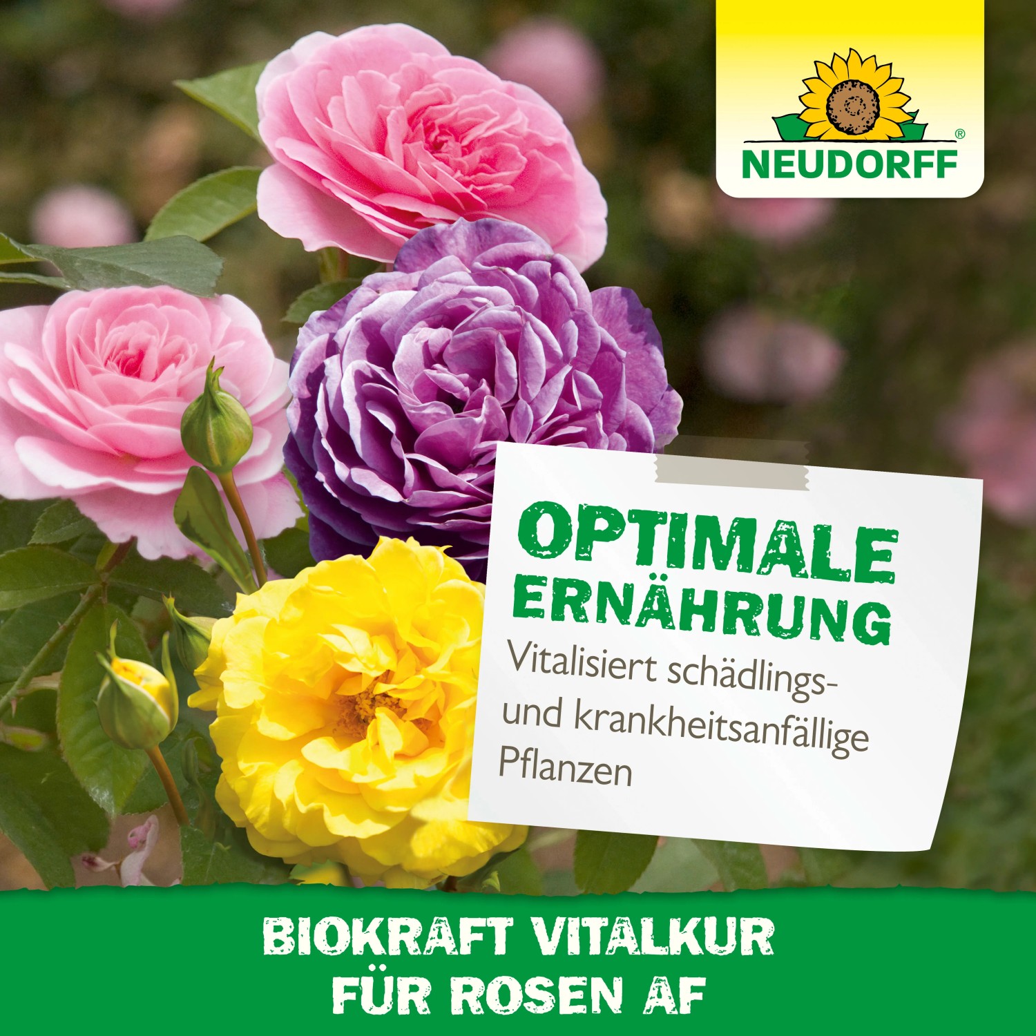Rosen in verschiedenen Farben mit Neudorff BioKraft Vitalkur für Rosen AF.
